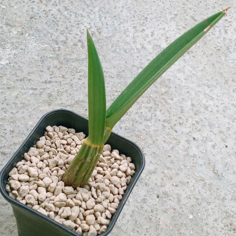 Eulophia Petersii | Anggrek Gurun