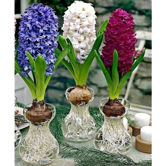 Jual bunga hyacinthus | Shopee Indonesia