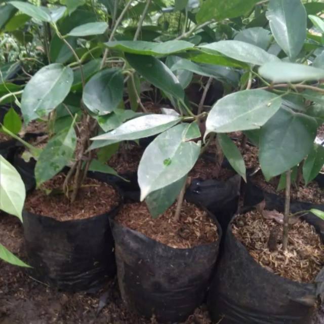 Bibit tanaman cincau - pohon cincau