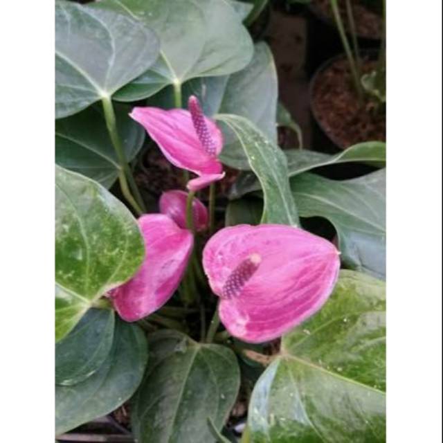 Tanaman hias anthurium mini ungu