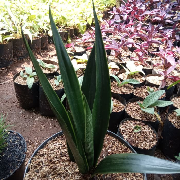 Tanaman Hias Sansivera Cylindrica - Sansevieria Cylindrica - Indoor