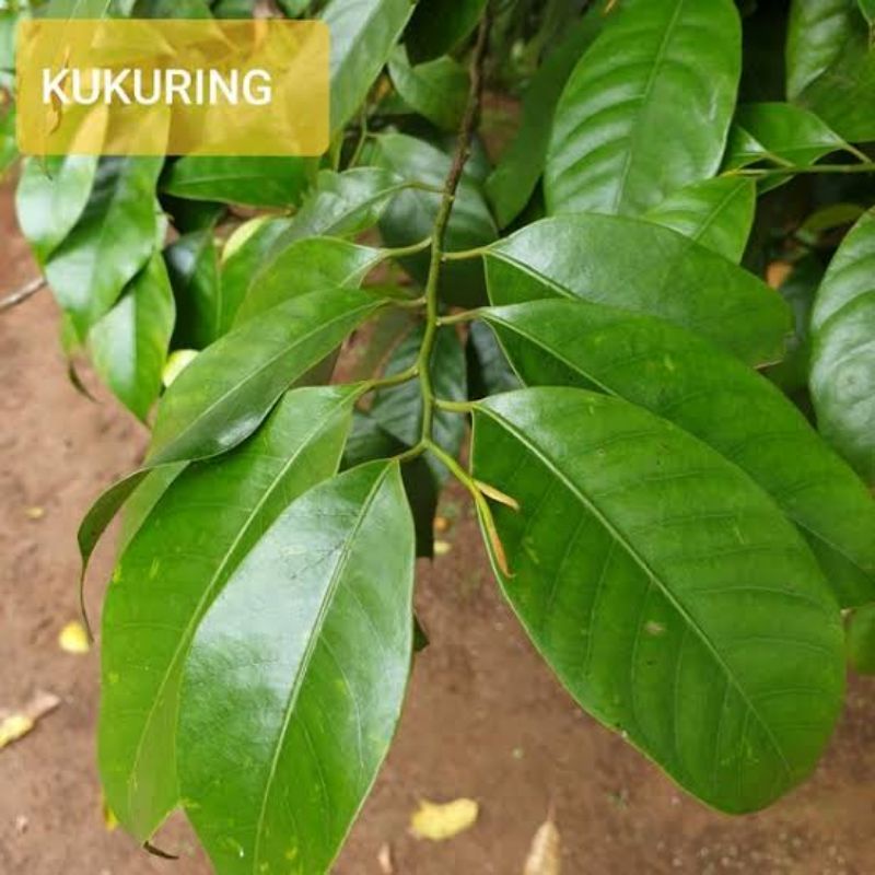 

1kg daun pala segar