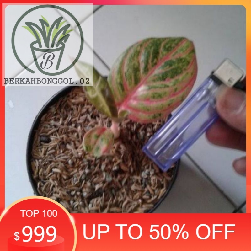 bibit aglonema bibitan hugest merah  anakan