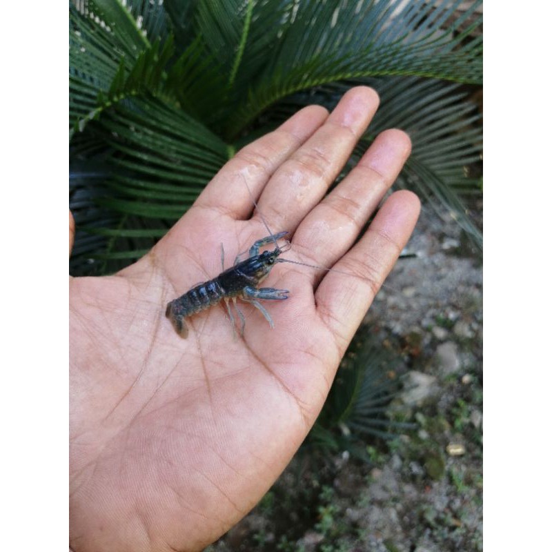 LobsterAirTawar(bibit)