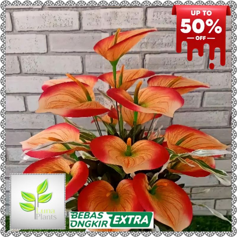 Tanaman hias anthurium mickey mouse bunga orange - anthurium mickey mouse