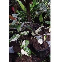 TERLARIS Tanaman Hias Sente Varigata / sente varigata albino