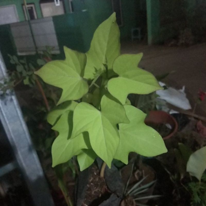 tanaman hias ubi kuning menjalar-tanaman menjalar daun ubi kuning-pohon daun ubi kuning