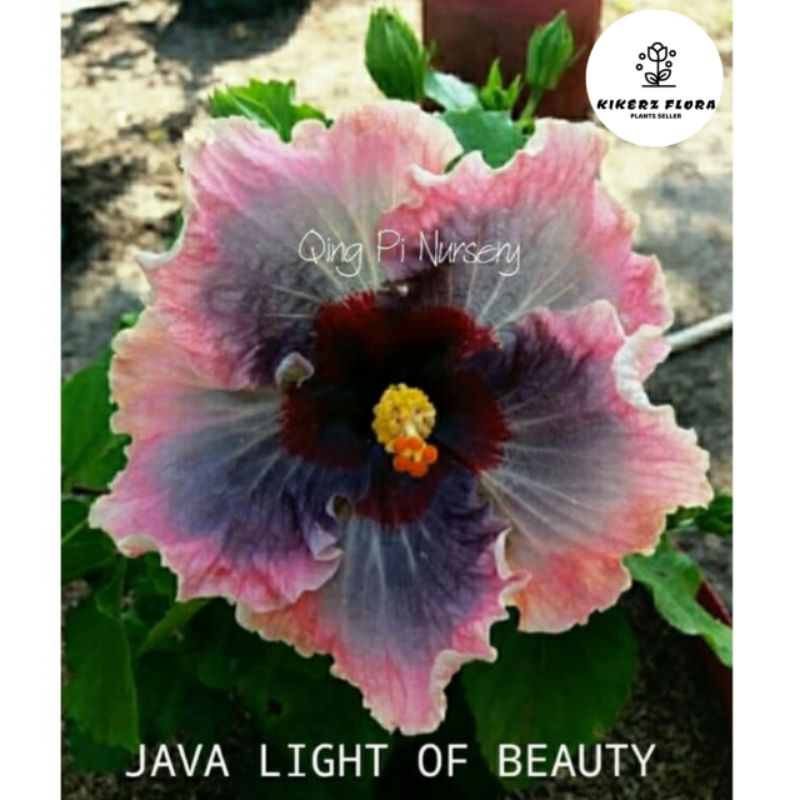 TANAMAN HIAS HIBISCUS BUNGA SEPATU// JAVA LIGHT OF BEAUTY