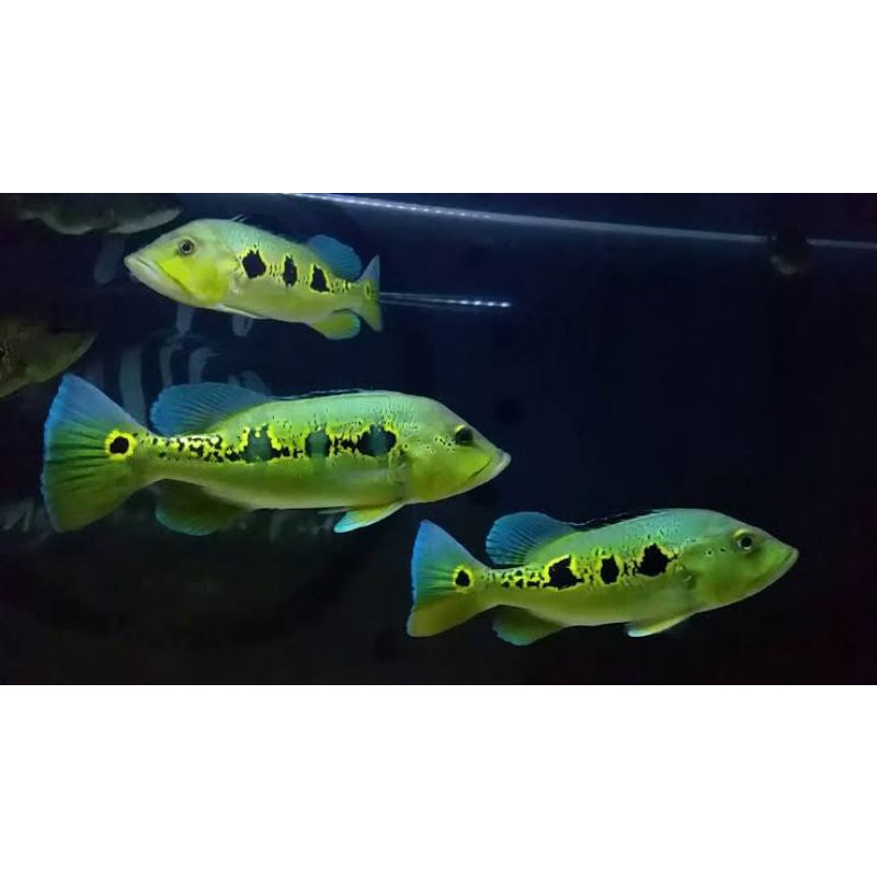 peacock bass orinoco