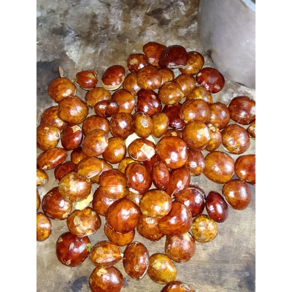 

jengkol tua