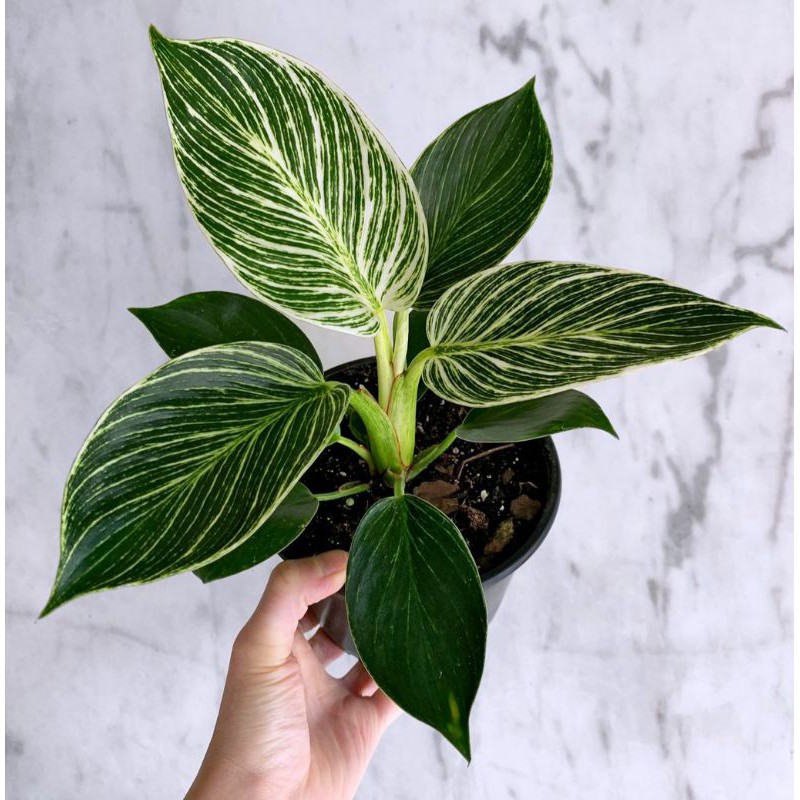 Philodendron birkin - tanaman hias philodendron birkin