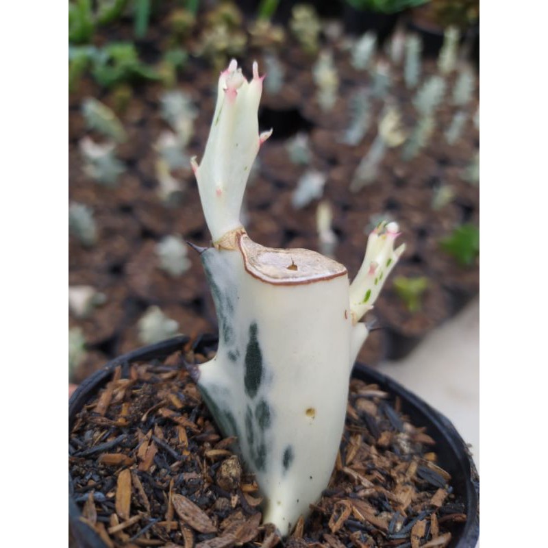euphorbia lactea white ghost