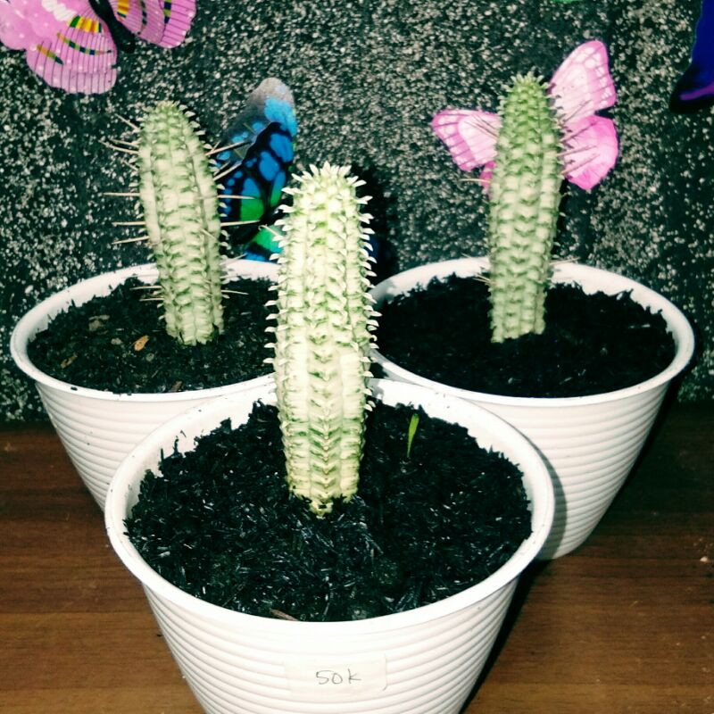 Kaktus / Sukulen Euphorbia Mammilaris Putih Ukuran Sedang