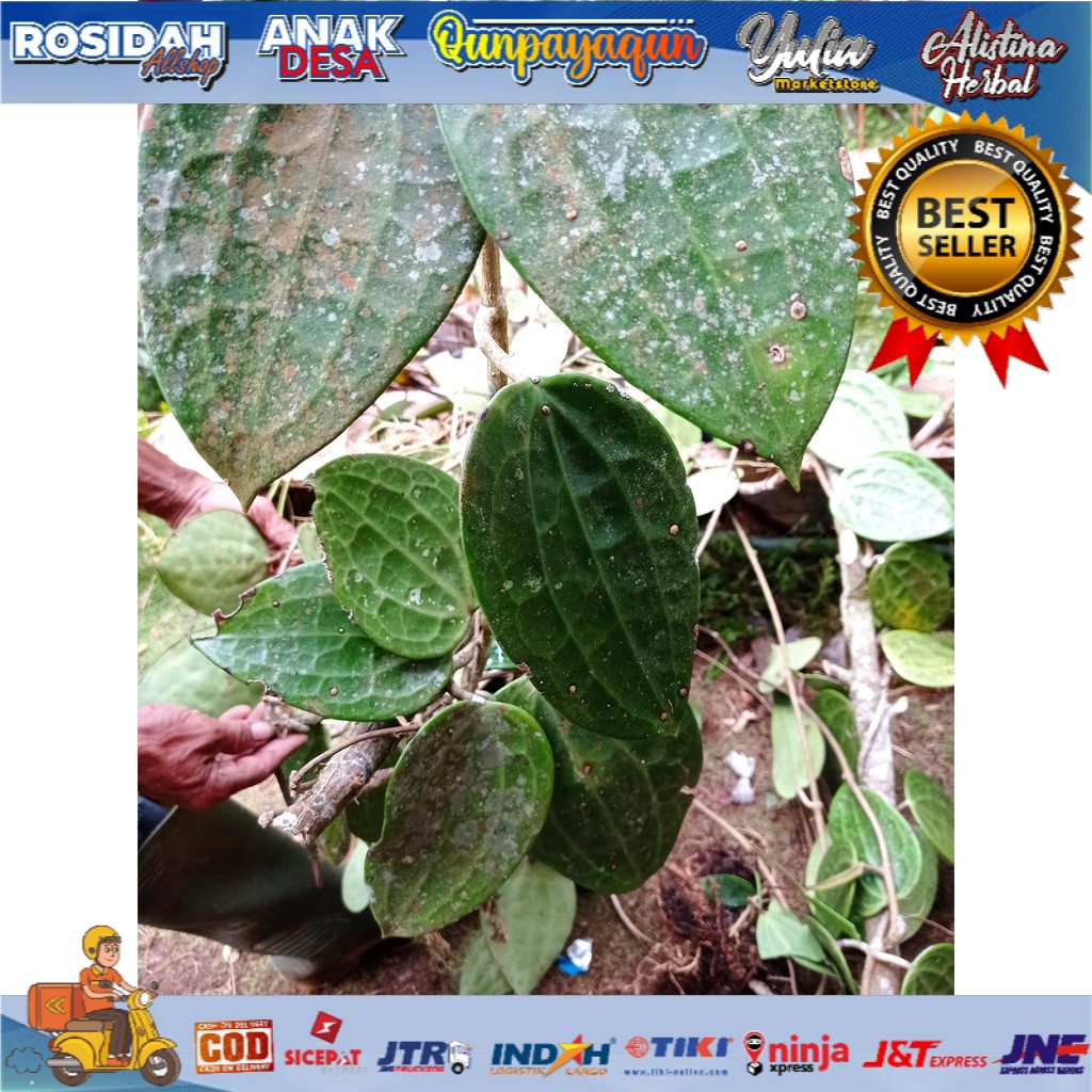 Tanaman hias hoya rambat green super /hoya tanaman hias/anggrek hoya