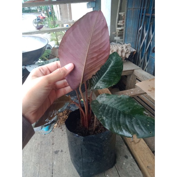 BONGGOLAN SISMA BLACK METALICA