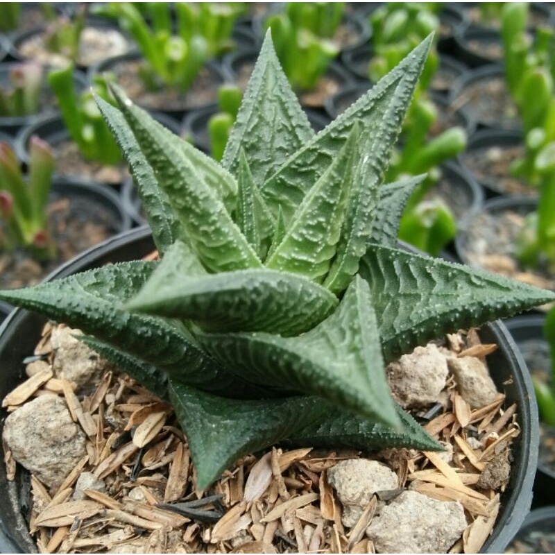 haworthia hybrid import