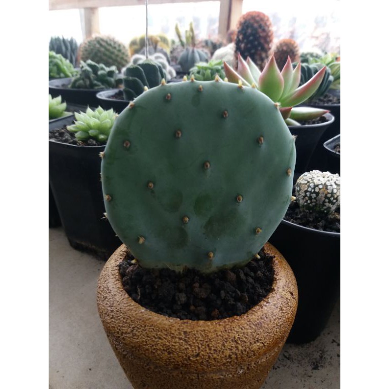 kaktus opuntia blue