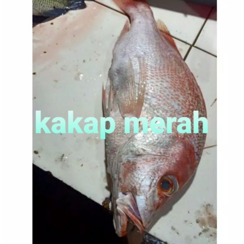 

KAKAP MERAH/500GRM