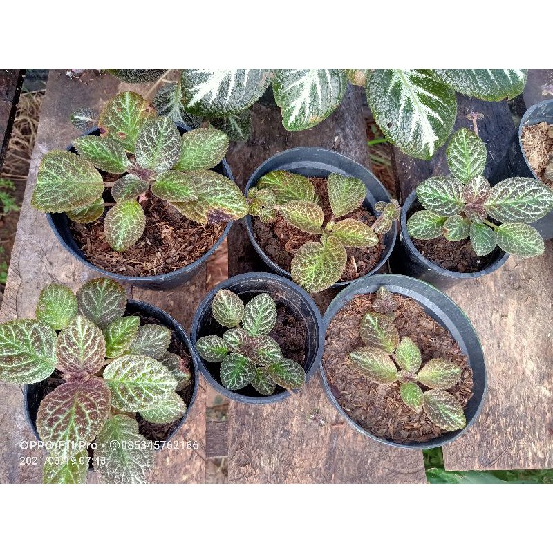 episcia karlyn