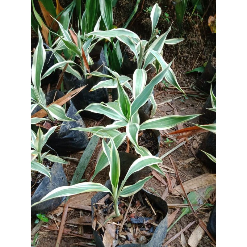 Tanaman Hias Sri rejeki/Bambu Hoki Varigata