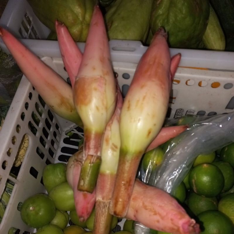 

kecombrang 1 pcs