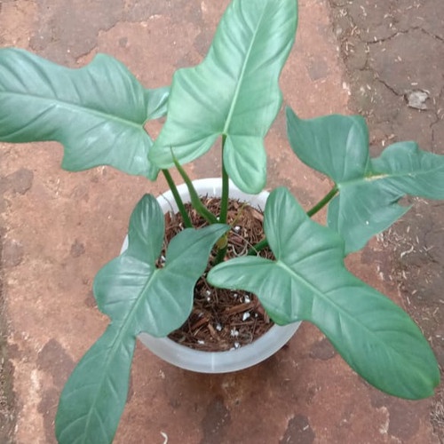 PHILODENDRON VIOLIN TANAMAN HIAS PHILODENDRON BIPENNIFOLIUM TANAMAN INDOOR