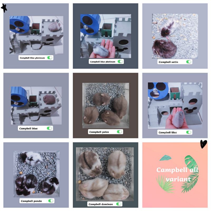 HAMSTER CAMPBELL ALL VARIAN ANAKAN LENGKAP