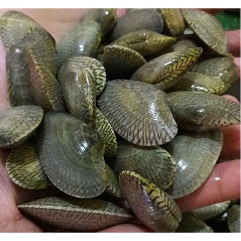 

Kerang Batik Hidup 1~Kilogram