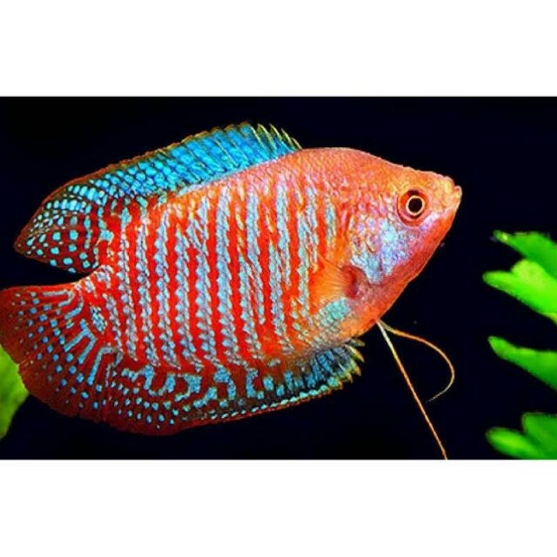 

Terbaru/Ikan Sepat Alius