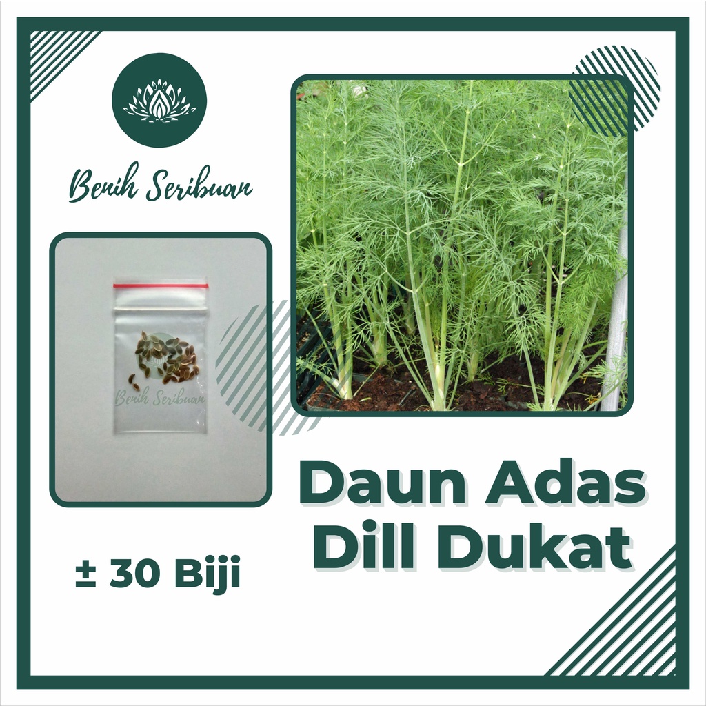 30 Biji - Benih Daun Adas Sowa Unggul Dill Dukat Bibit Sayuran Herbal Adas Manis Super Tanaman Sayur