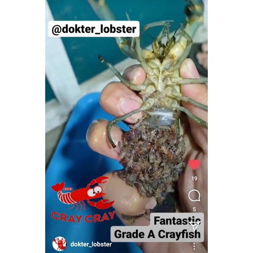 PROMO lobster air tawar gendong telur 5 inch / lobster air tawar bertelur / LAT bertelur/ LAT gendon