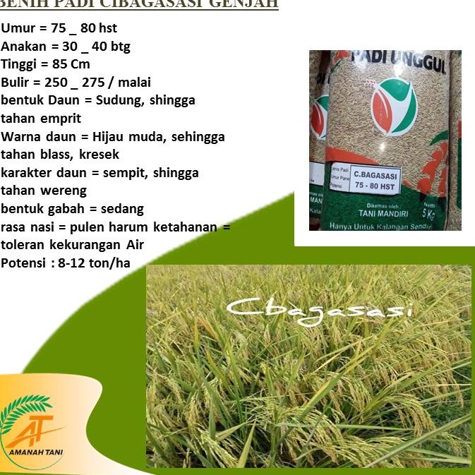 BENIH PADI CIBAGASASI UMUR PENDEK GENJAH B35E