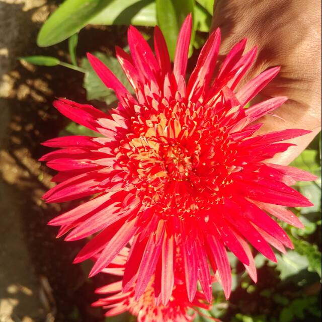 Tanaman bunga gerbera (hebras) merah