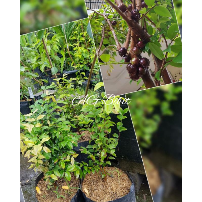 BIBIT BUAH ANGGUR POHON PRECO ll ANGGUR POHON