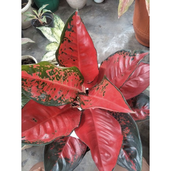 suksom jaipong indukan