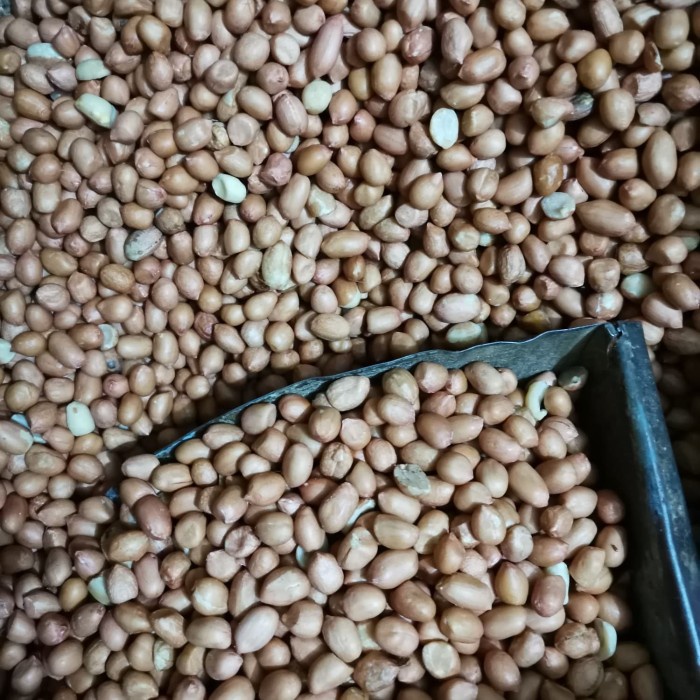 

4eh Kacang Tanah Kulit Mentah Ukuran 80/90 Putih India Super 60Jhh