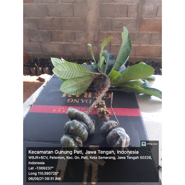 mamey sapote MAGANA 3 fresh cangkok