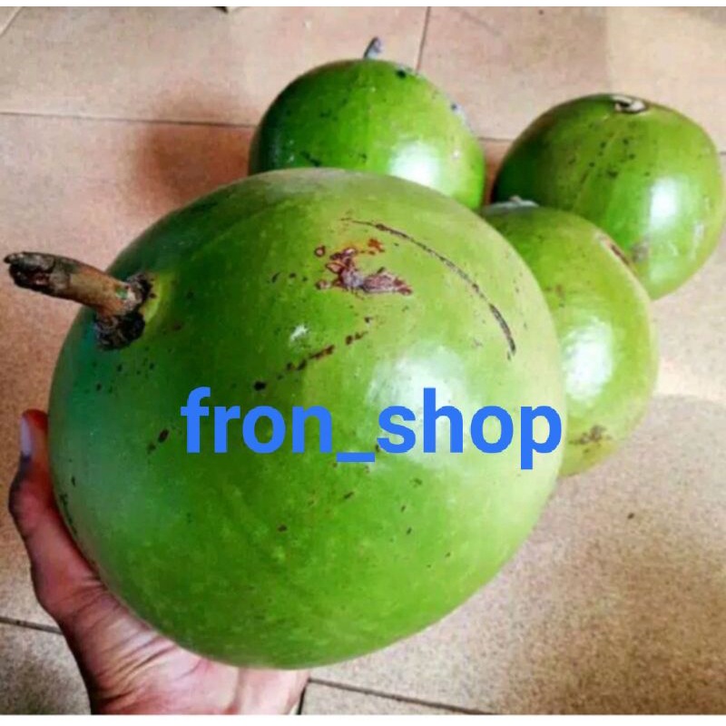 

BUAH BERENUK | BUAH MAJA | BUAH HERBAL PENGOBATAN