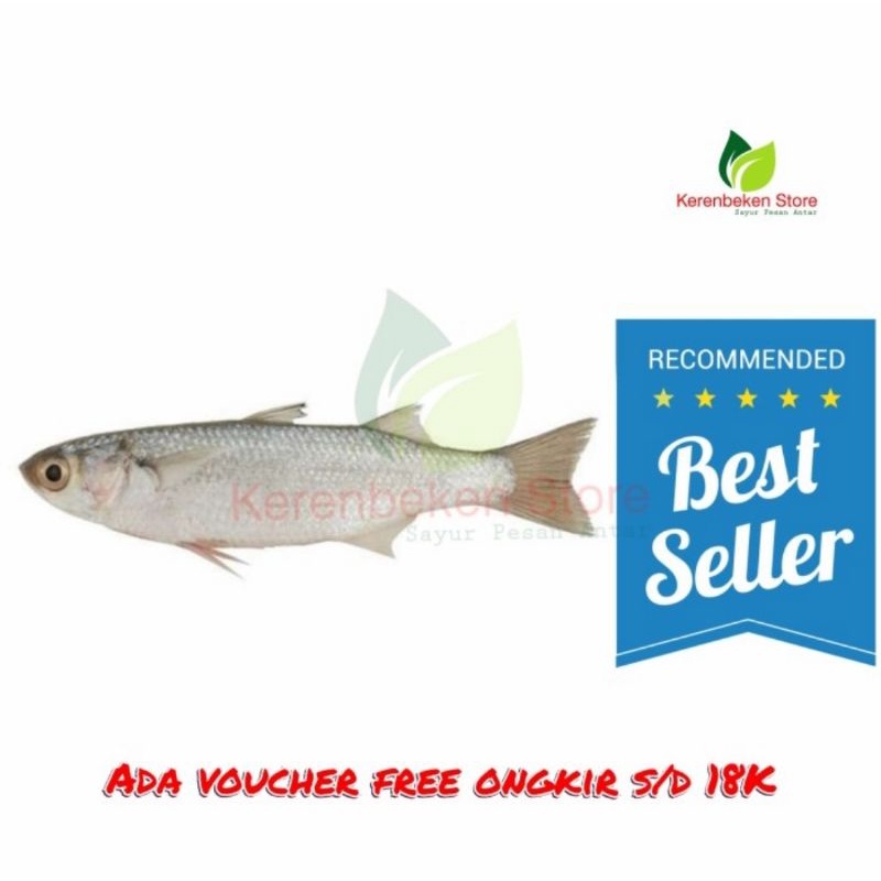 

ikan belanak / blanak per 500gram