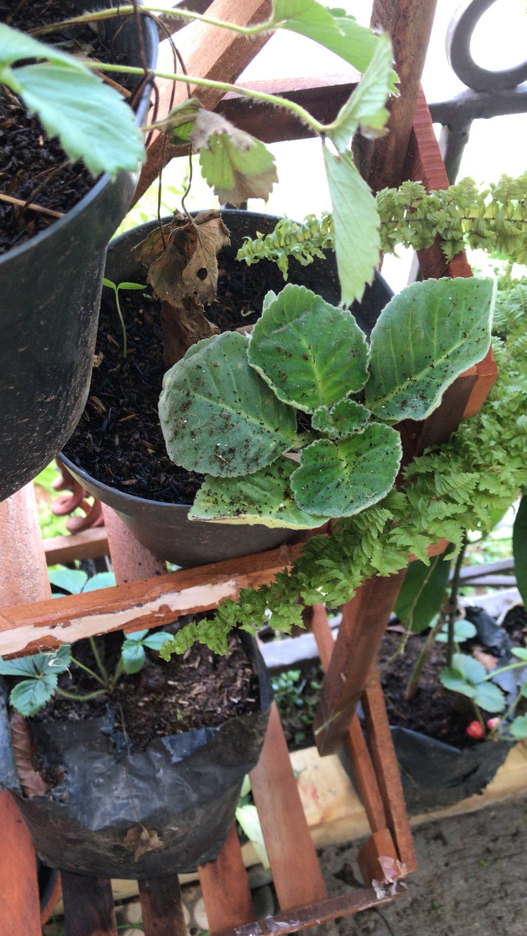 Tanaman Hias - Bunga Gloxinia - Warna Random