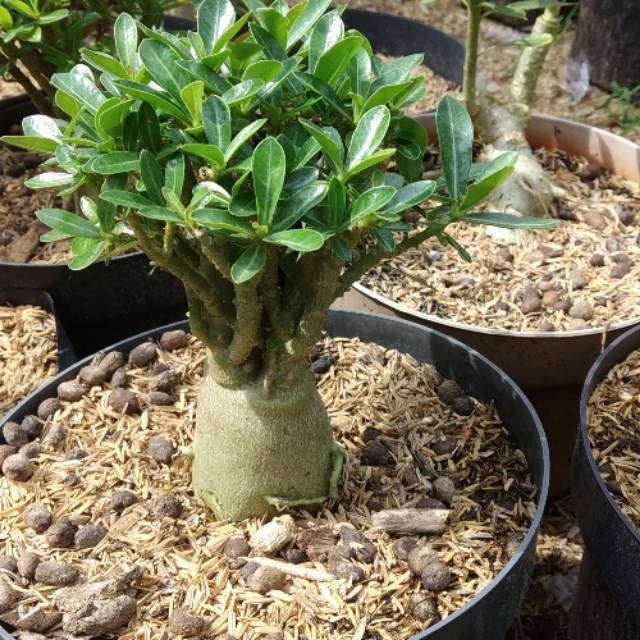 Adenium cabang seribu