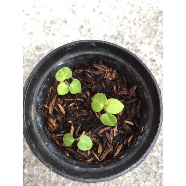 Baby anthurium dorayaki mangkok ori