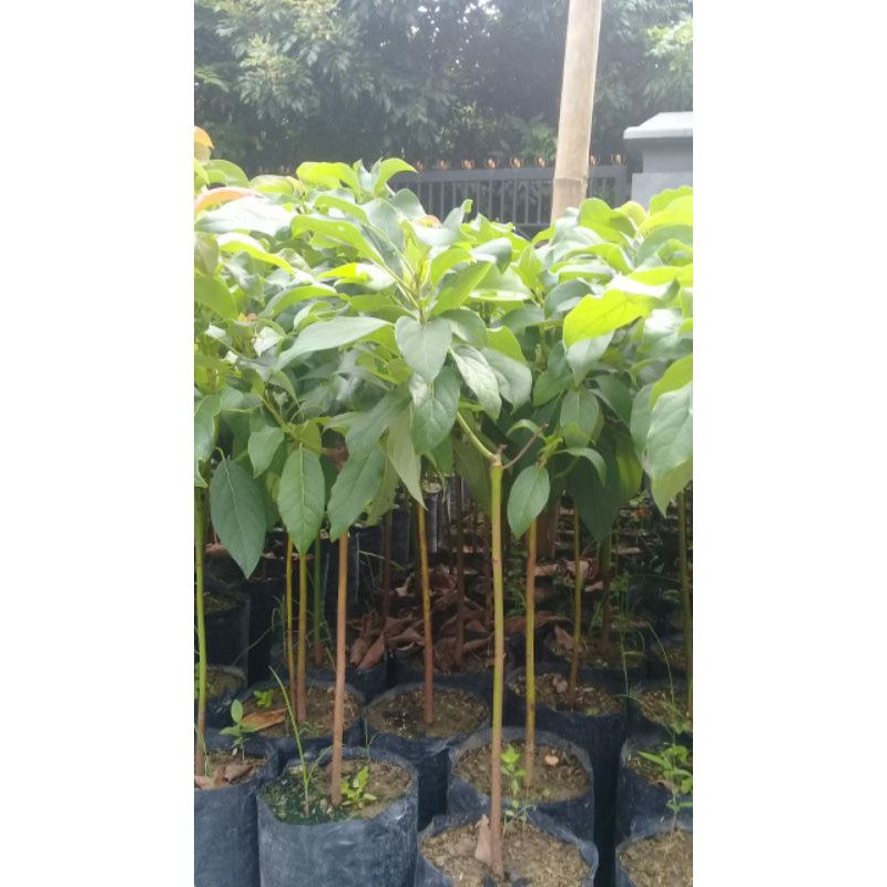 Paket Bibit alpukat import (booth 7, buccaneer & Red Vietnam)