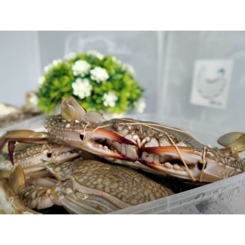 Rajungan Segar 1kg