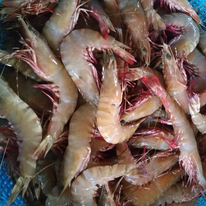 

Best Seller - Jual Udang Flower Segar Per Kg
