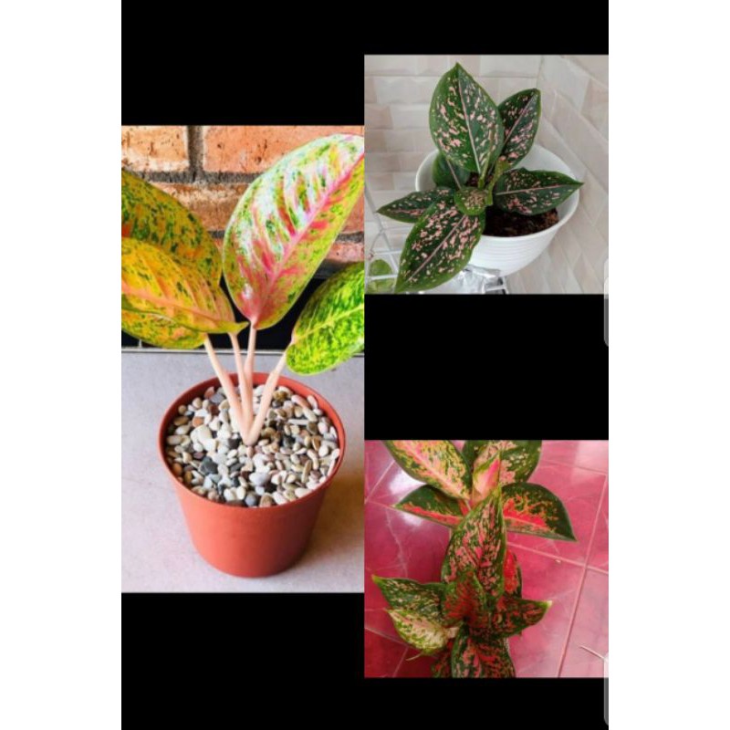 3 paket hemat aglonema bigroy~Ruby pink~venus
