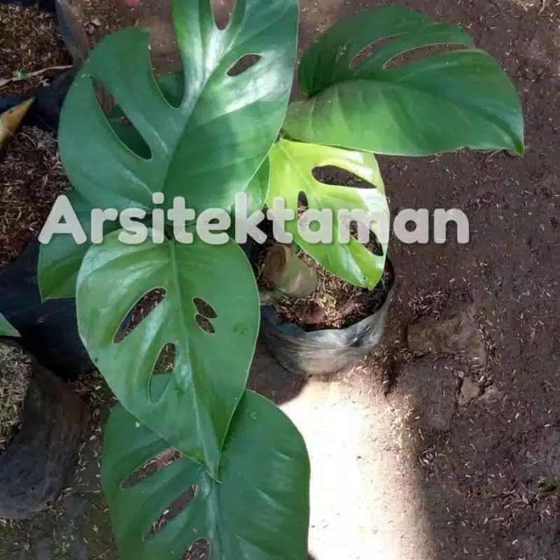 monstera raphidopora