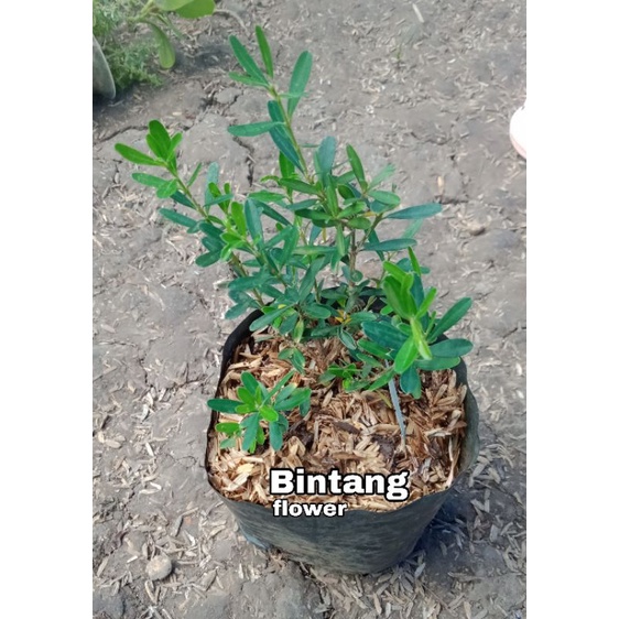tanaman hias buxus Bahan Bonsai Buxus Harlandi boksus
