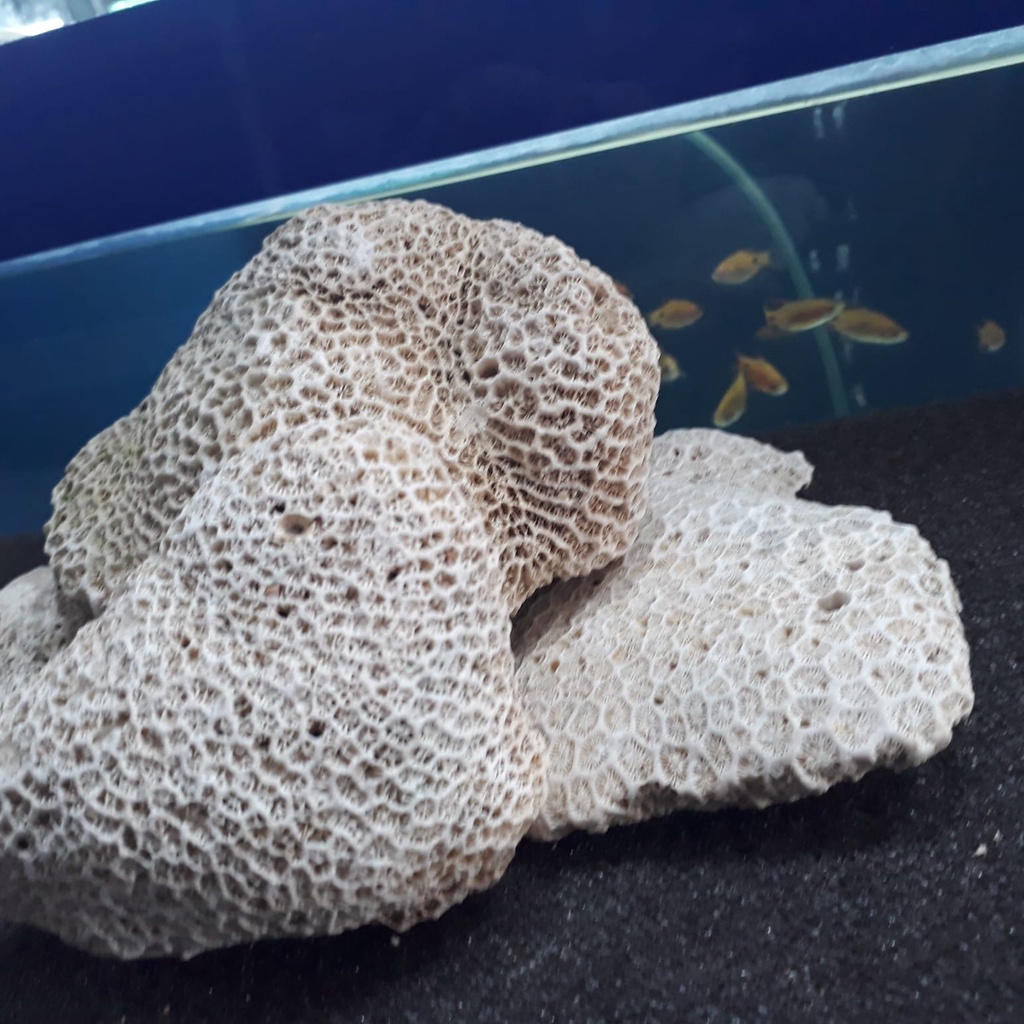 Batu karang bentuk bunga uk 1kg Aquascape-Aquarium