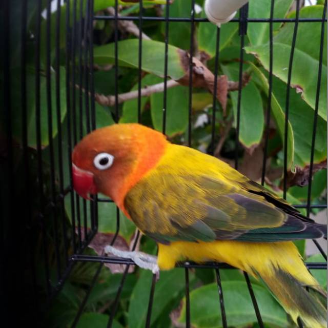 Burung Lovebird |  Biola Ewing Gold | Biola Euwing